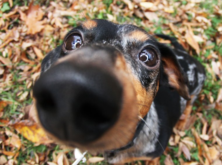 Такса морда