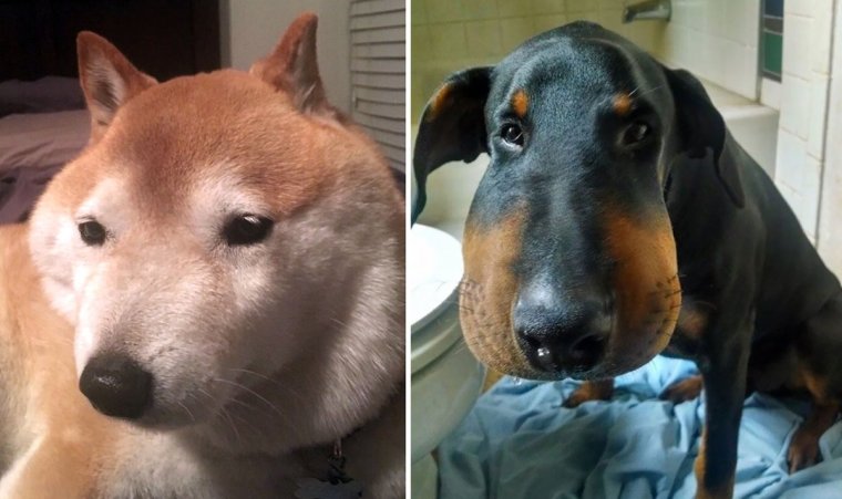 Нос собаки после укуса пчелы