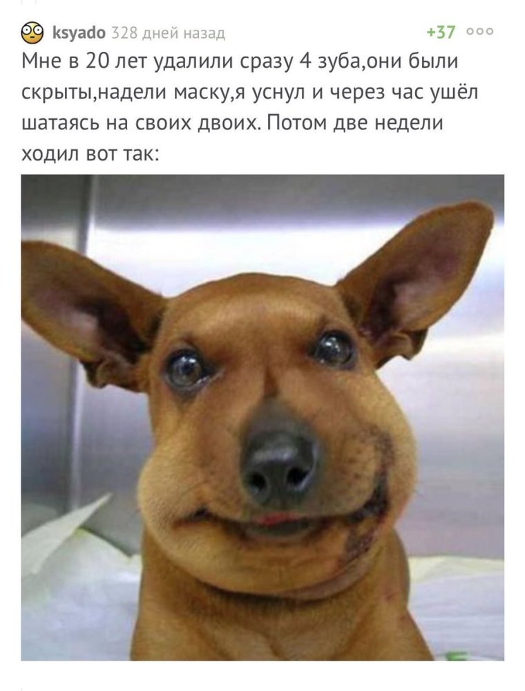 Собаку укусила пчела