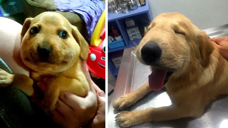 Отек квиток у животных