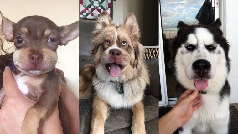 Собаку покусали пчелы