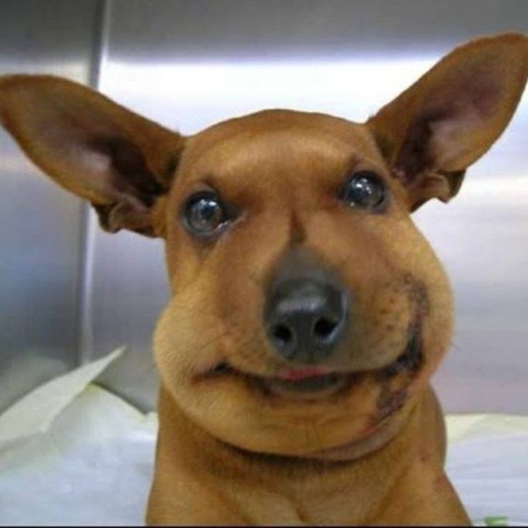 Корги ужалила пчела