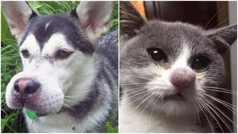 Золотистый ретривер с розовым носом