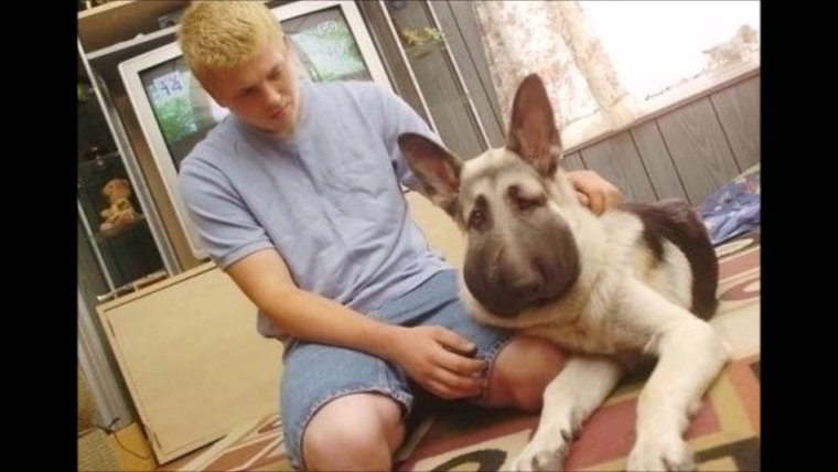 Овчарку укусила Оса