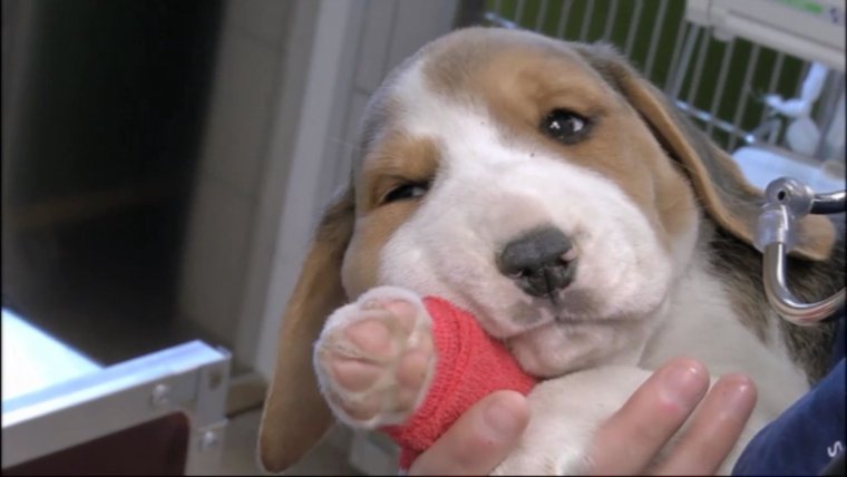 Собака Билайн