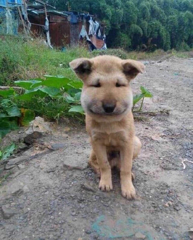 Собака с человеческими губами