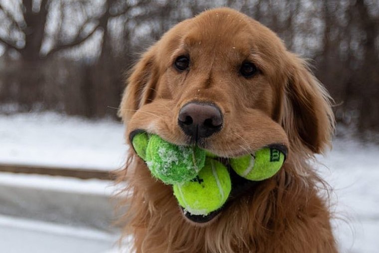 Ужаленная собака