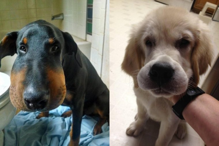 Отёк Квинке у животных