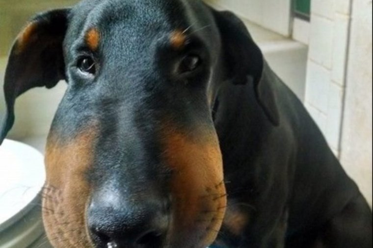 ПОЛОФАТЫЕ Фуки