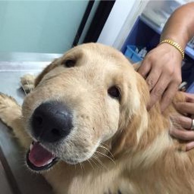 Собаку ужалила пчела