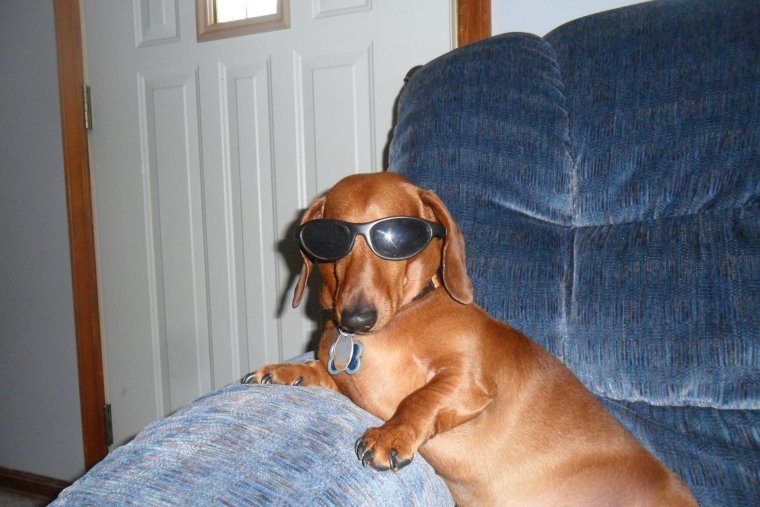 Собаки кусаные пчеламт