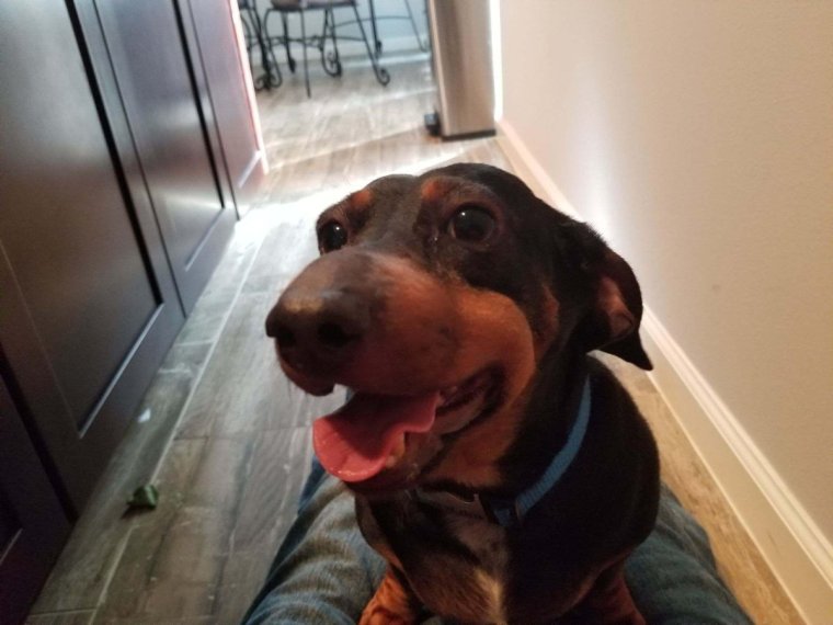 Таксу ужалила пчела