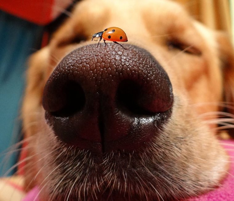 Собаку укусила пчела