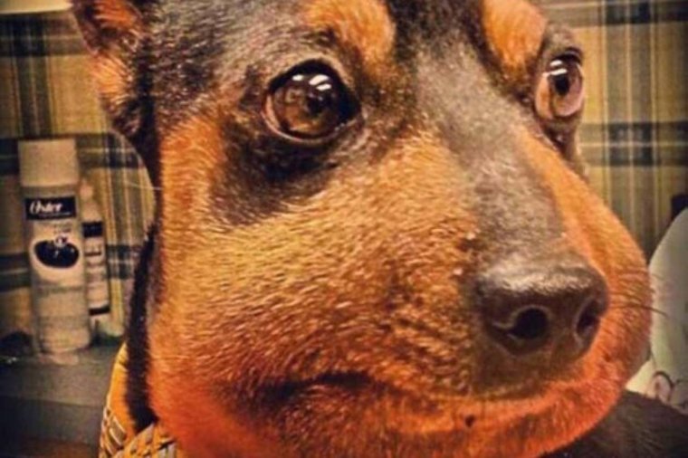 Покусанные пчелами смешные