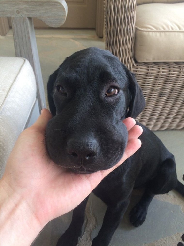 Поиграл с пчелой и проиграл