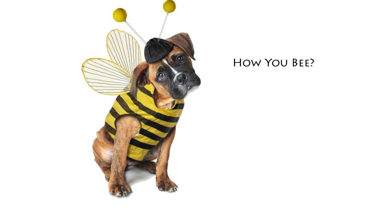 Собака которую покусали пчелы Мем