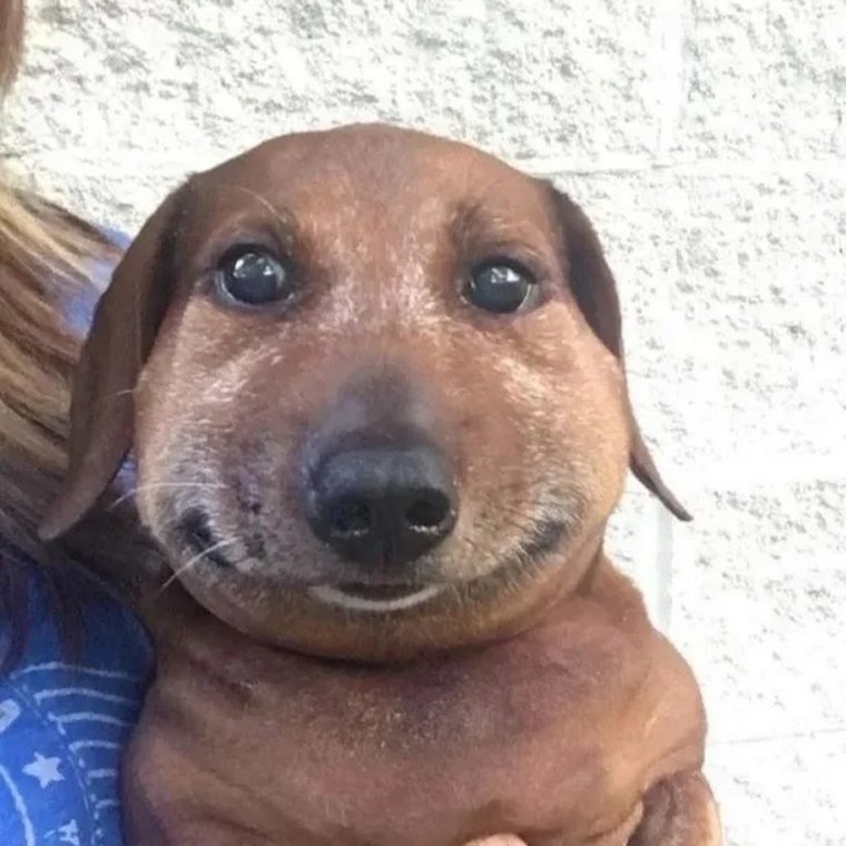 Спаниель съел пчелу