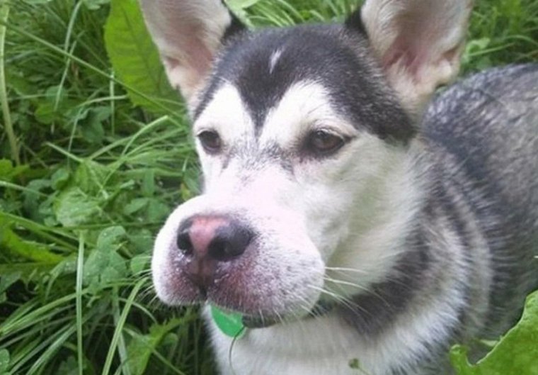 Грустная такса