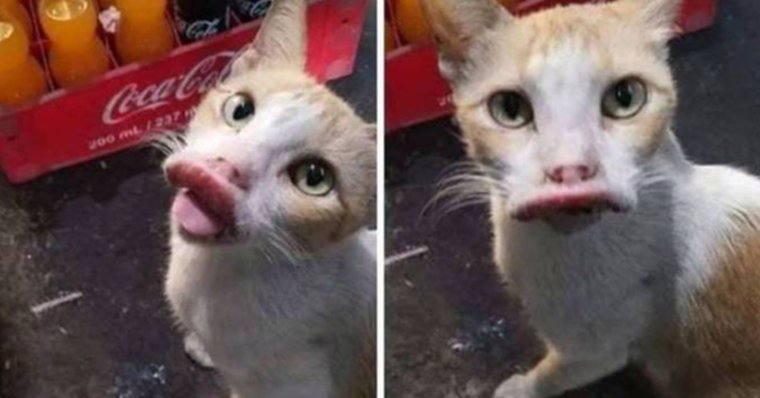 Толстая собака такса