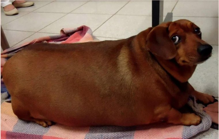 Собака которую ужалила пчела