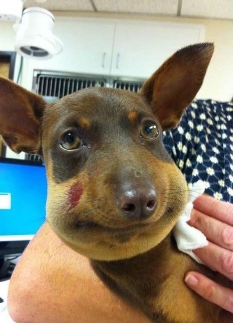 Таксу ужалила пчела