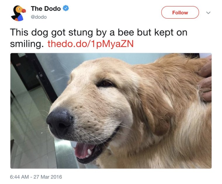 Таксу укусила пчела