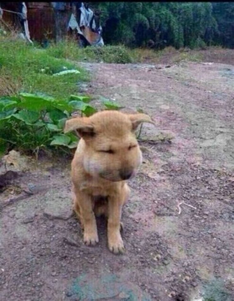 Собаку искусала стая пчёл