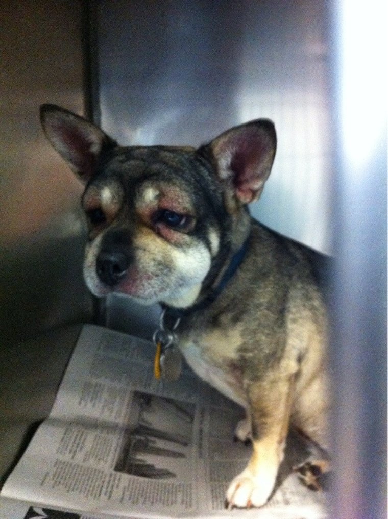 ПФЕЛЫ это Флые ПОЛОФАТЫЕ Фуки