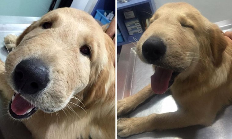 Собаку укусила пчела