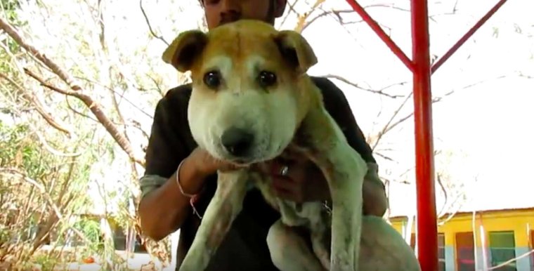 Собаку укусила Оса