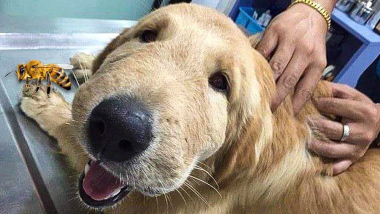 Таксу укусила пчела