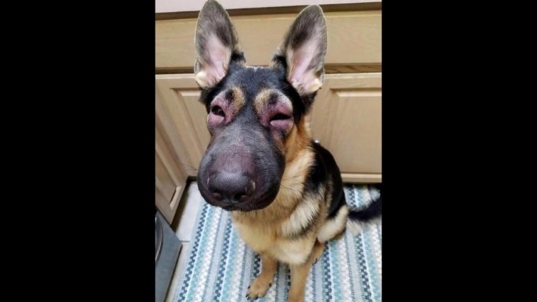 Собаку укусила пчела