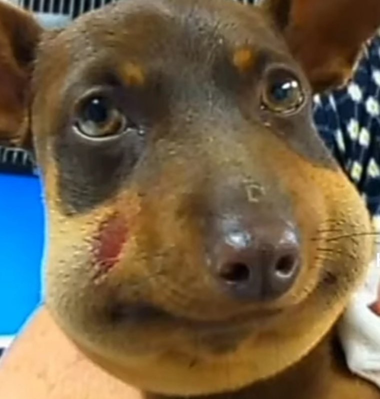 Ужаленная собака