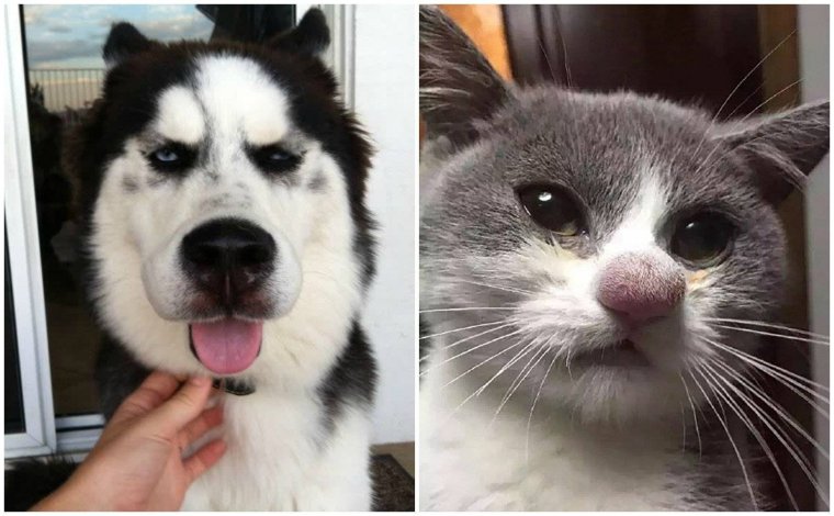 Собака улыбается Мем такса