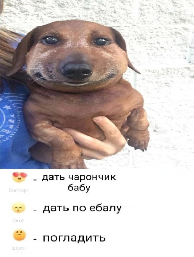 Собаку покусали пчелы Мем