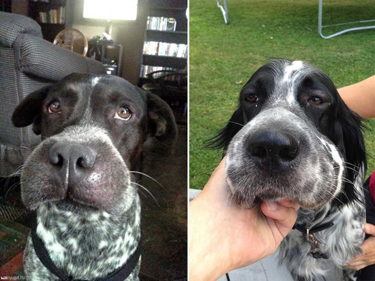 Коты которых покусали осы