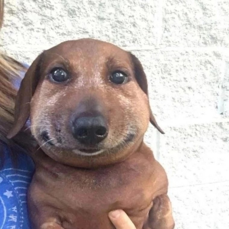 Собака которую ужалила пчела