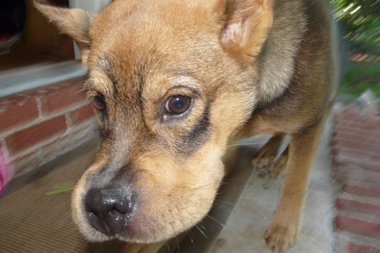 Бульдога покусали пчелы