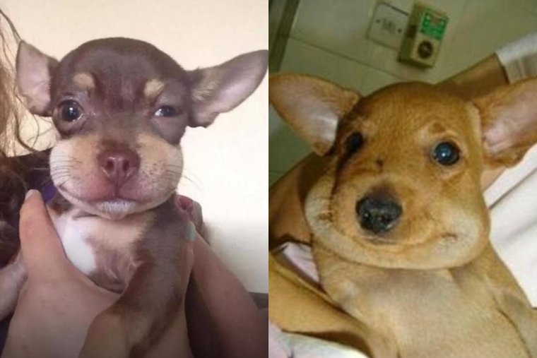 Таксу укусила пчела