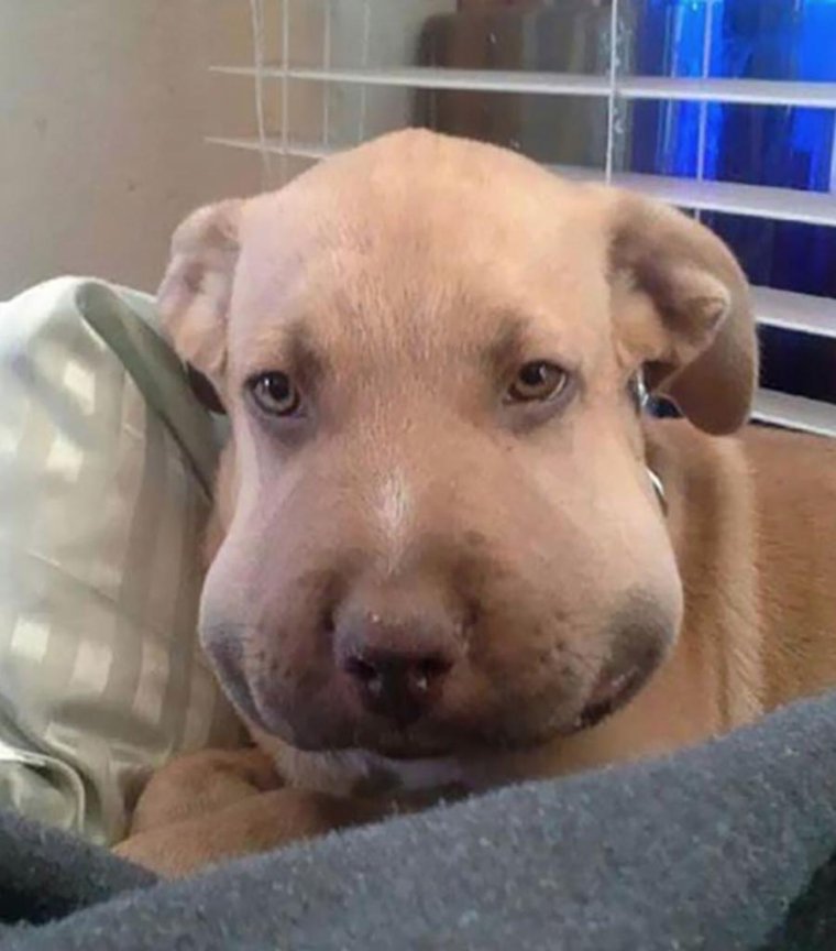 Собака ужаленная пчелой Мем