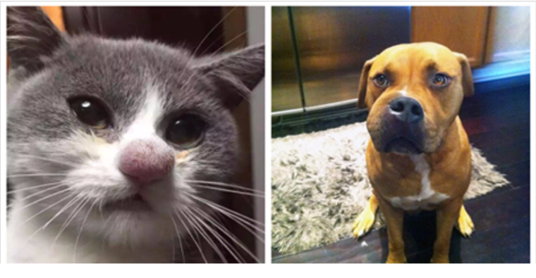 Собаки покусанные пчелами смешные