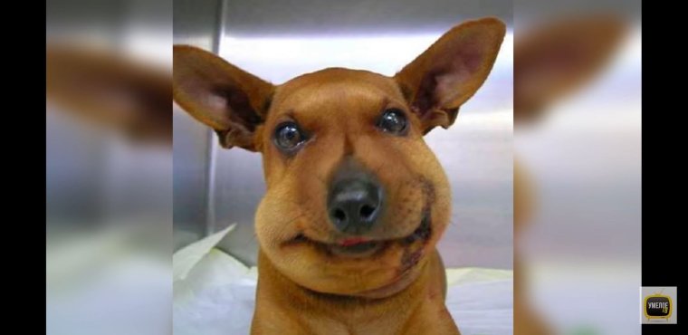 Хаски ужалила пчела