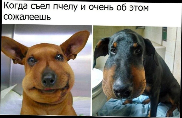 Собаку укусила Оса