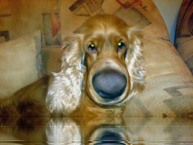 ПОЛОФАТЫЕ Фуки