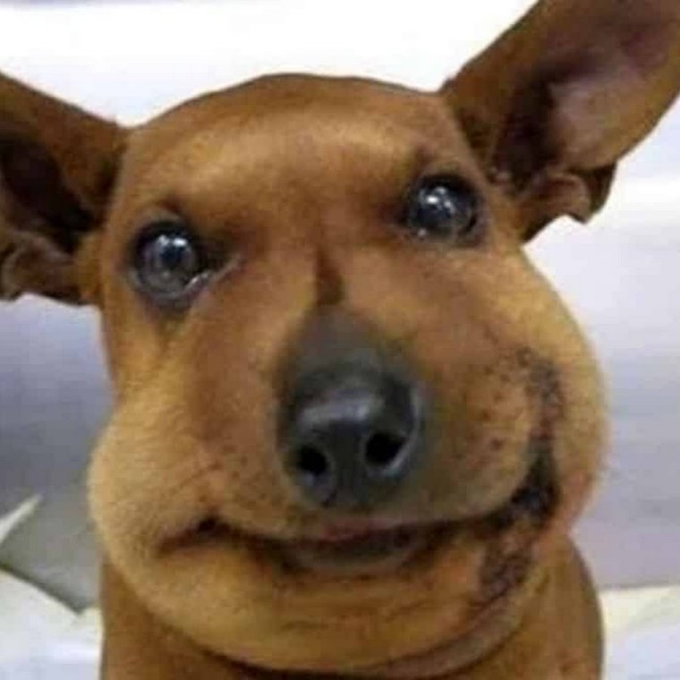 ПОЛОФАТЫЕ Фуки