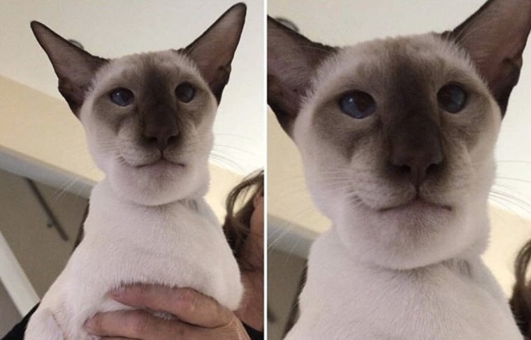 Собачку укусила Оса