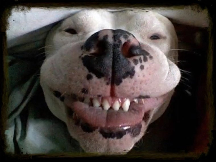 Таксу укусила пчела