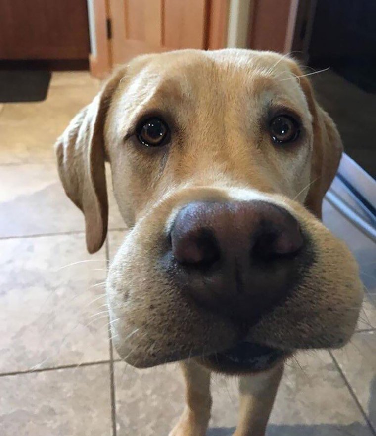 Чихуахуа укусила пчела