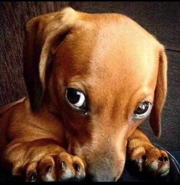 Животные которых укусила Оса