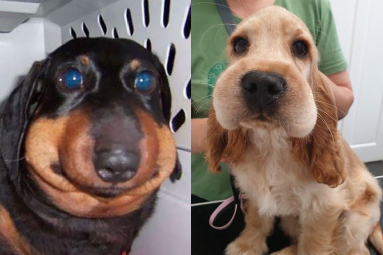 Собаку ужалила пчела